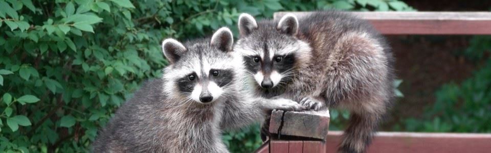 raccoon-removal-960x300